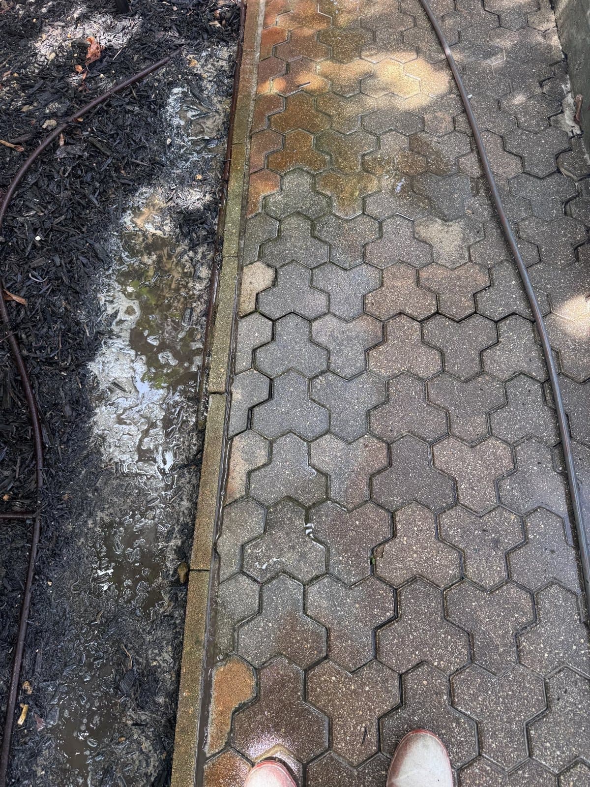 Hex paver path in Naples half pressure washed, showing the difference